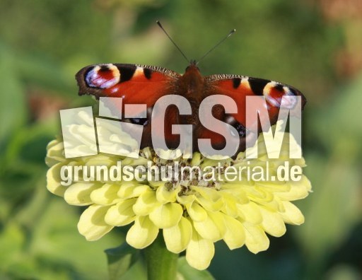 Tagpfauenauge -87.jpg